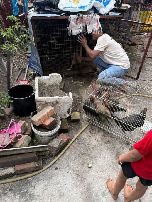 大都会签发上网/me03头/罗兴亚人侵占隔壁空屋成养鸡场臭不可当