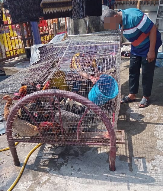 大都会签发上网/me03头/罗兴亚人侵占隔壁空屋成养鸡场臭不可当