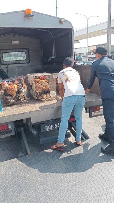 大都会签发上网/me03头/罗兴亚人侵占隔壁空屋成养鸡场臭不可当