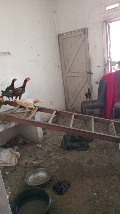 大都会签发上网/me03头/罗兴亚人侵占隔壁空屋成养鸡场臭不可当