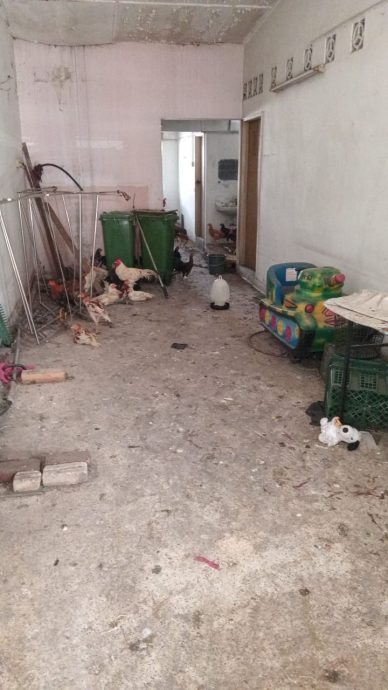 大都会签发上网/me03头/罗兴亚人侵占隔壁空屋成养鸡场臭不可当