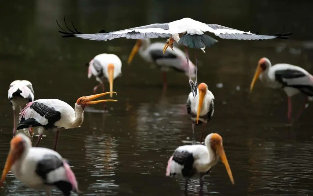 大马摄影师获选为国家地理探险家,赴肯亚拍摄动物大迁徙