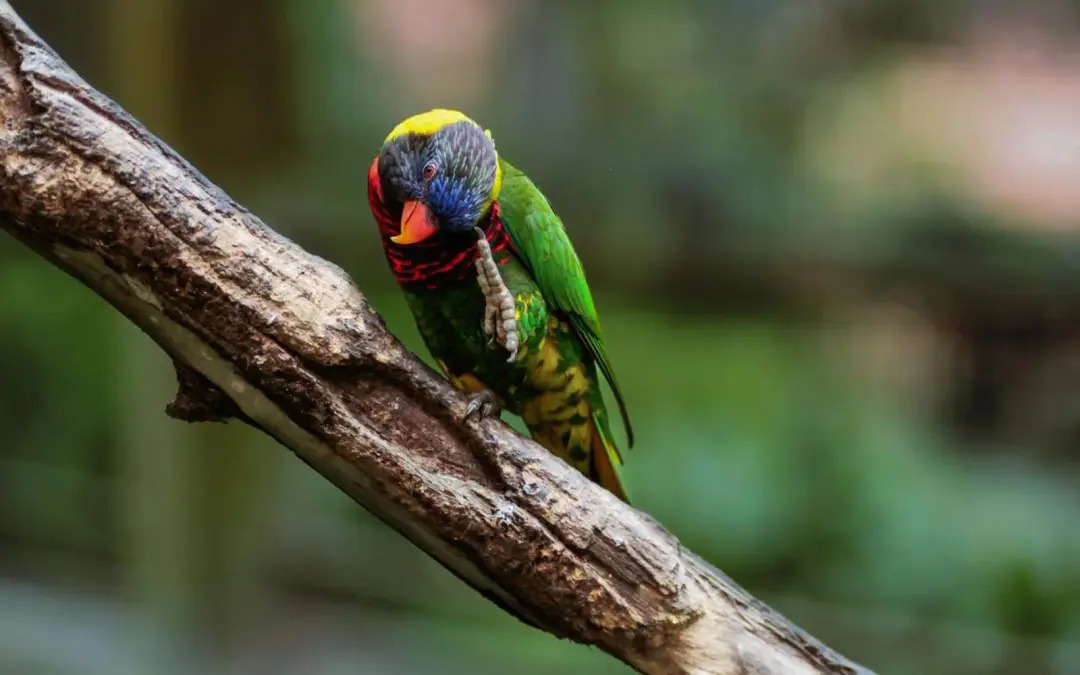 大马摄影师获选为国家地理探险家,赴肯亚拍摄动物大迁徙