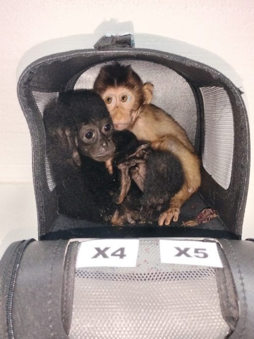女子图走私频危动物出境·AKPS再救9合趾猿灰毛狒蜜袋鼯