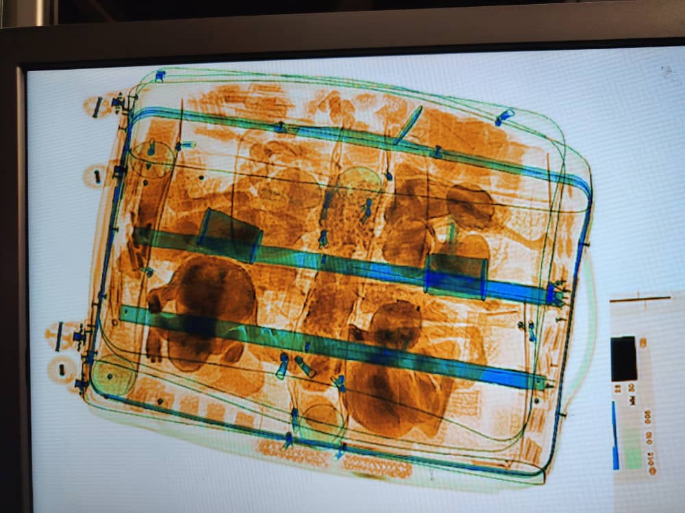 女子图走私频危动物出境·AKPS再救9合趾猿灰毛狒蜜袋鼯