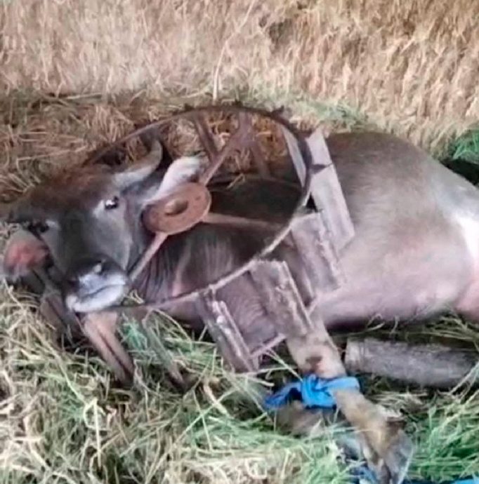 好奇钻车轮? 两岁小牛脖子卡住“哞哞”求助