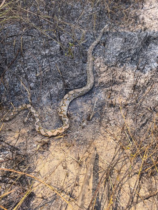 安德申公寓一带林区起火 3.5英亩灌木丛烧成焦土