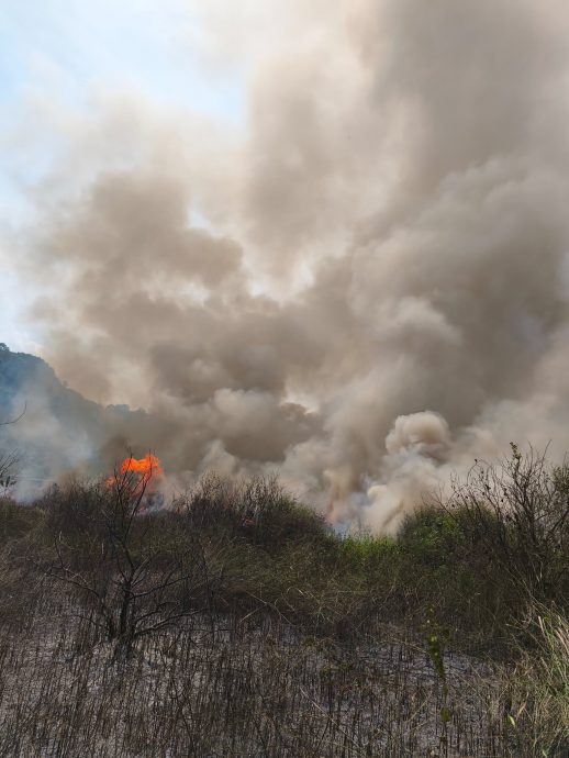 安德申公寓一带林区起火 3.5英亩灌木丛烧成焦土