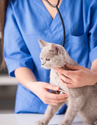 对“不寻常”病人束手无策 盼政府急诊室有兽医待命