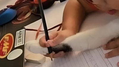 小主人手抓爪子写字   猫咪眼神死网笑翻