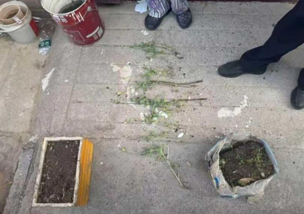 小学生拦警车举报种罂粟 竟获赠这份大礼!