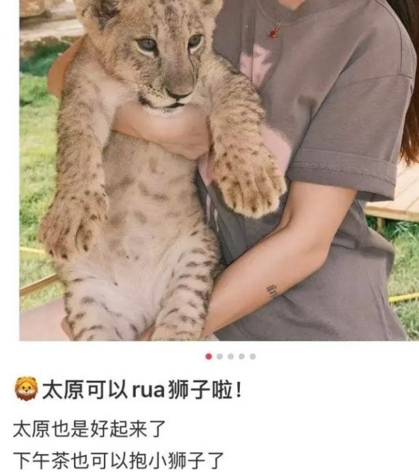 山西餐厅惊现“撸狮下午茶”林业部门火速叫停