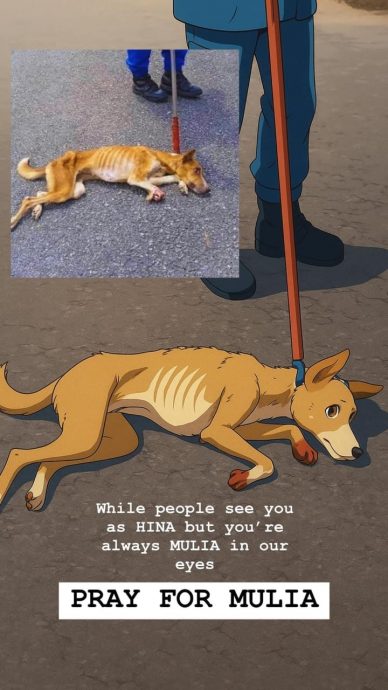 巫裔女网筹1100令吉 招网友一起找断腿狗