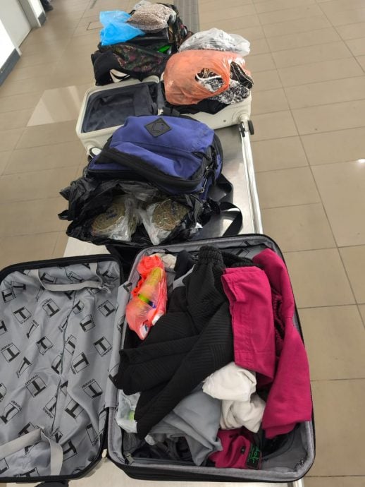 已审(大北马)两兄弟乘公交走私15公斤大麻入境 被关税局截获