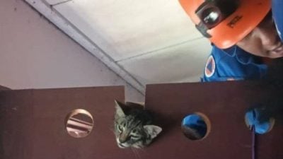 3小时动弹不得   小猫卡通风孔获救