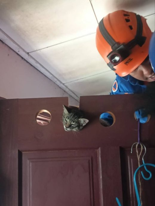 已审（大北马）小猫卡通风孔动弹不得获民防卫队队员协助脱困