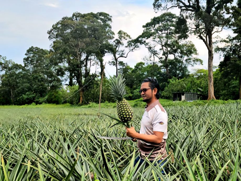 已签发 柔:版头之一:纽西兰有意增加黄梨进口量 黄梨局欢迎