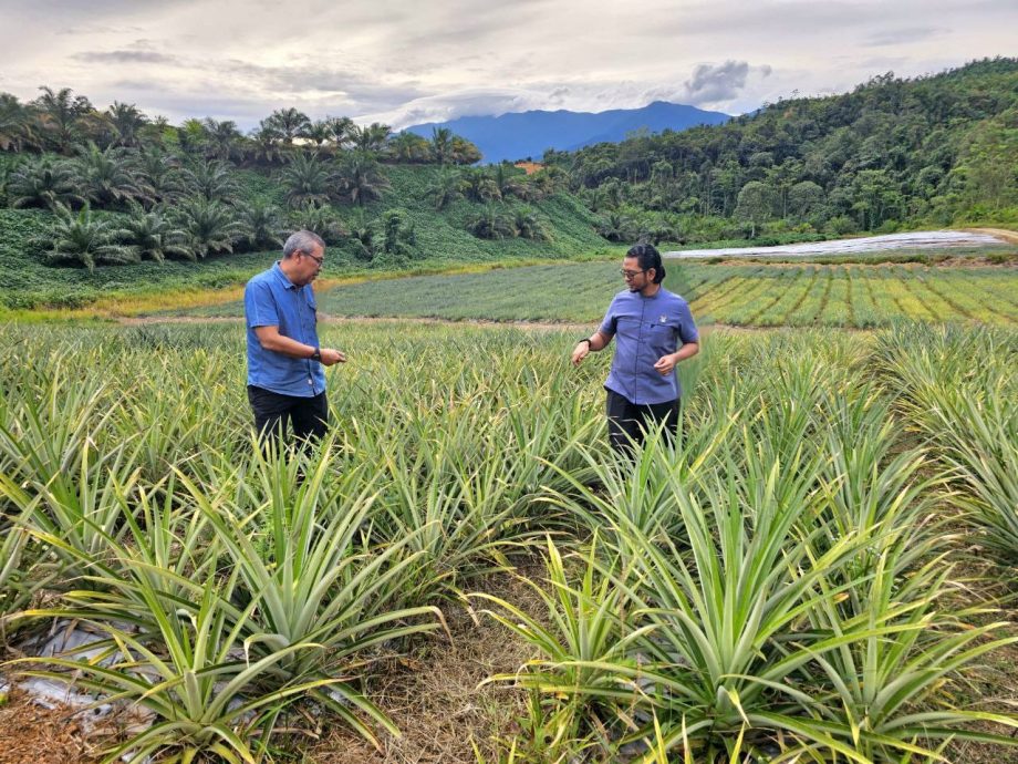已签发 柔:版头之一:纽西兰有意增加黄梨进口量 黄梨局欢迎