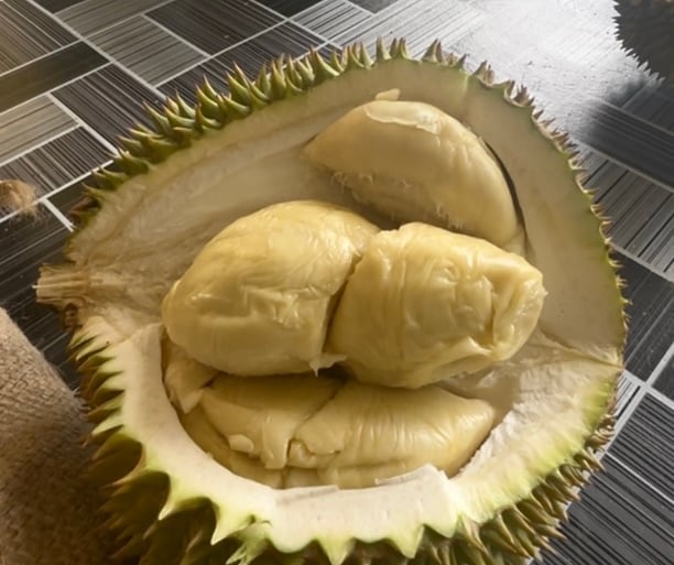 **已签发**柔：最新第二版头：阿逸班那乡委办“榴梿吃到爽！” 推本村特色与甘榜榴梿 