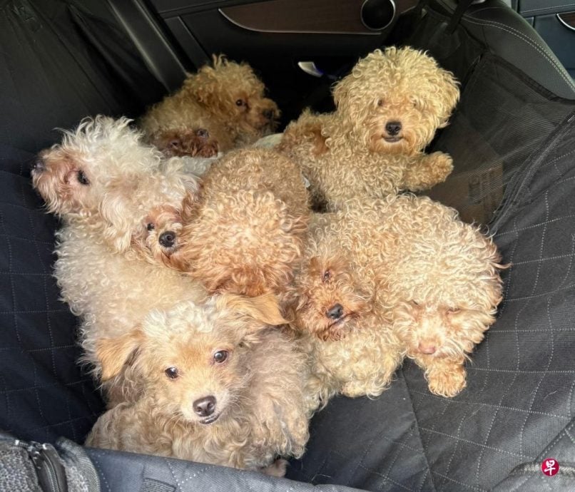 *已签发*柔：狮城二三事：妇女被控狮城洋房养79只狗  未植晶片还涉私自转移狗