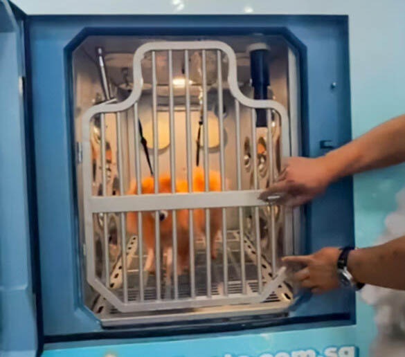 *已签发*柔：狮城二三事：狮城自动洗狗机惹议 业者暂停服务