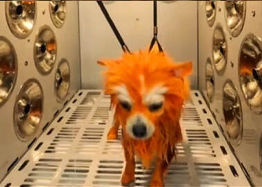 *已签发*柔：狮城二三事：狮城自动洗狗机惹议 业者暂停服务