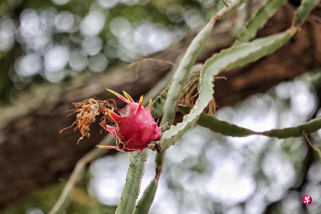 *已签发*柔：狮城二三事：狮城裕廊大巴窑老树  也长出火龙果