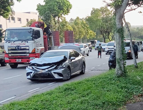 *已签发*柔：狮城二三事：疑迷路冲过马路遭撞 水鹿伤重当场安乐死