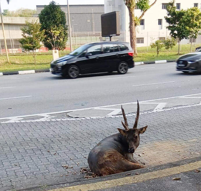 *已签发*柔：狮城二三事：疑迷路冲过马路遭撞 水鹿伤重当场安乐死