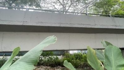 民生特工队〡厂主对抗落叶风暴10年 吁当局受理投诉砍大树