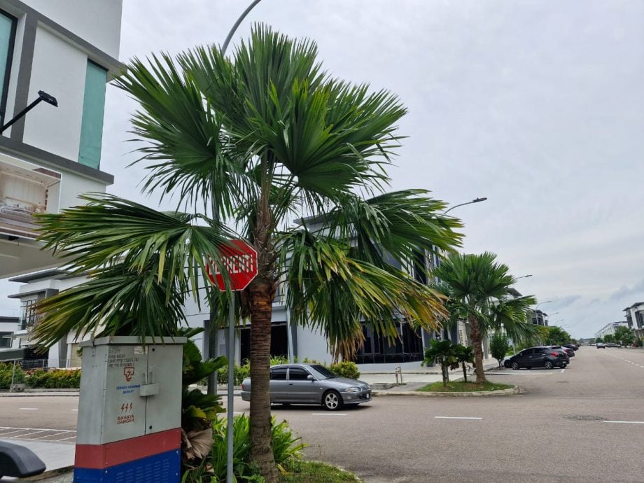 **已签发**柔：第二版头：民生特工队〡銮绿林商镇1/4路频传车祸    商民吁小心驾驶