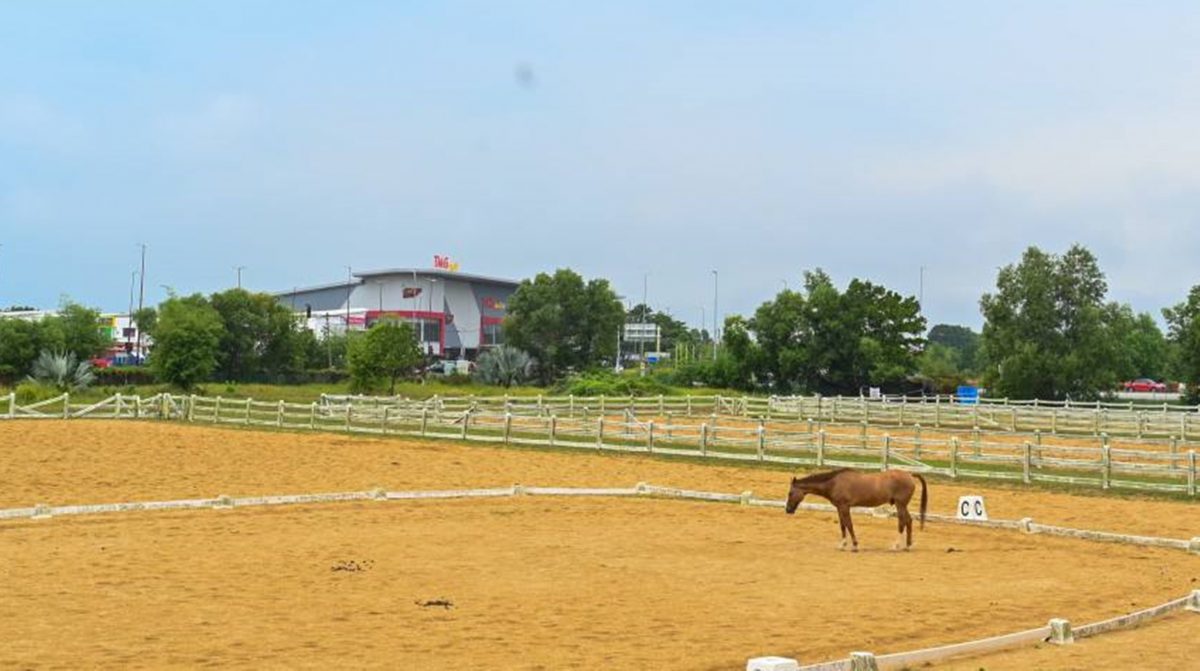 彭州政府促YP LAND调查彭马术中心马匹管理的所有指控。