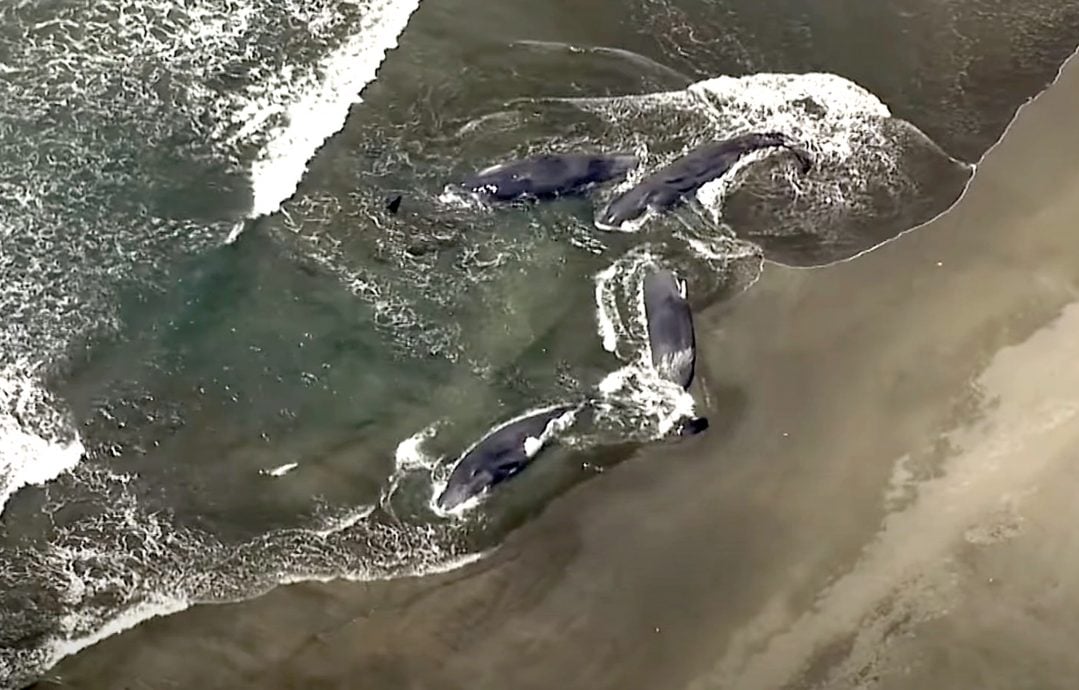 影响远至南半球