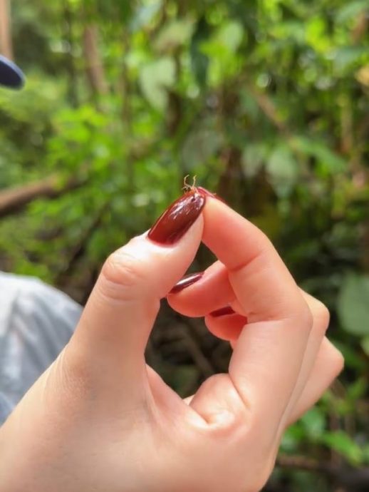 徒手抓毛虫还生吃蚂蚁 张馨予细嚼口感爆:酸的