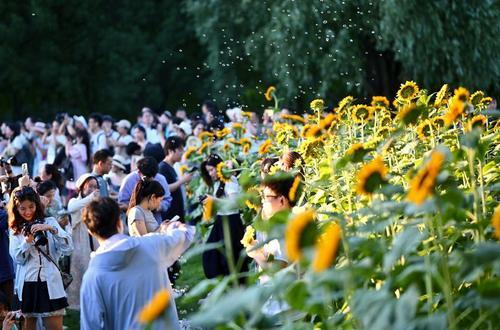 拚图三图)盛夏里的向日葵引客打卡