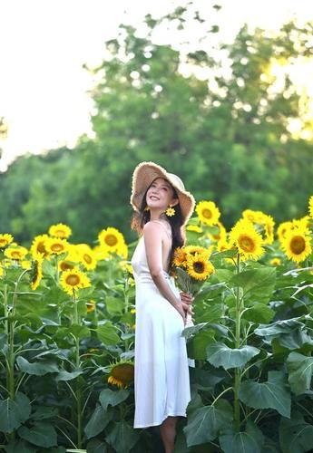 拚图三图)盛夏里的向日葵引客打卡