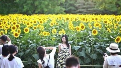 北京百亩葵花海引客来