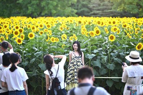 拚图三图)盛夏里的向日葵引客打卡