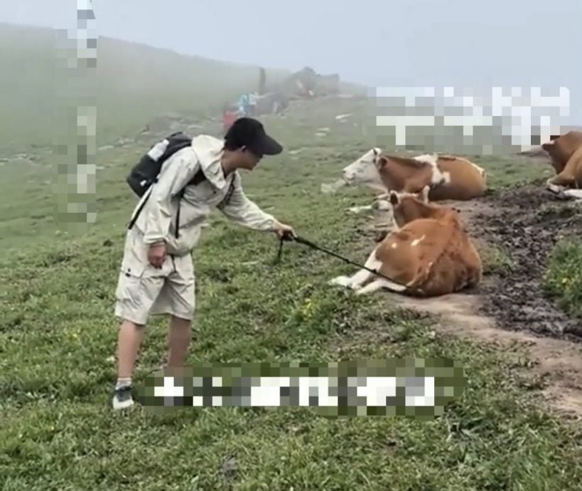 拚图两图)五台山游客挑逗牛群遭牛群狂踩