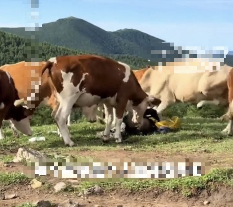 拚图两图)五台山游客挑逗牛群遭牛群狂踩