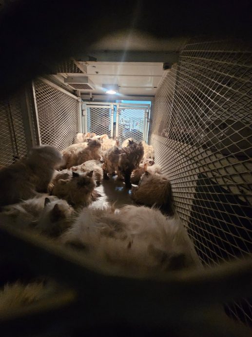 拚图两图)冷血妇塞逾百猫入货车 断水断粮遭高温烤焗