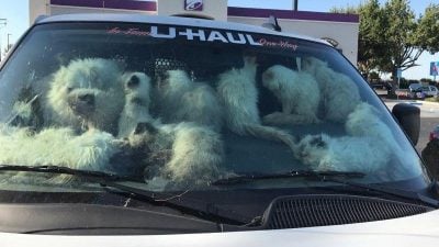 冷血妇塞逾百猫入货车 断水断粮遭高温烤焗