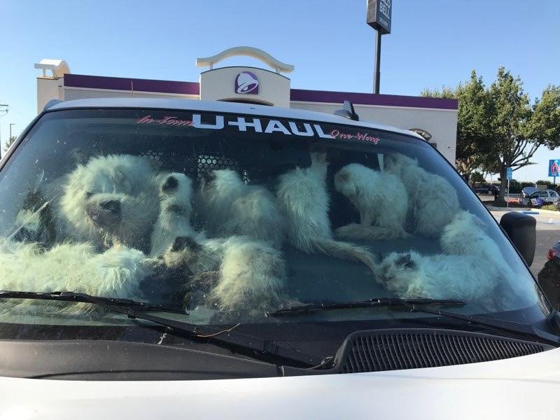 拚图两图)冷血妇塞逾百猫入货车 断水断粮遭高温烤焗