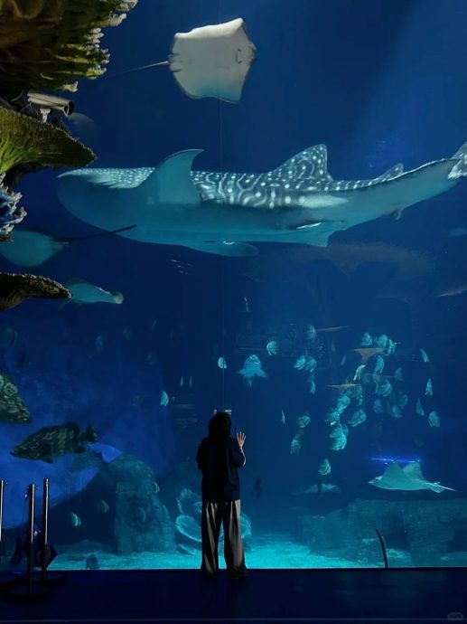 拚图两图)避暑夜宿海洋馆 购1182令吉票“与鱼同眠”