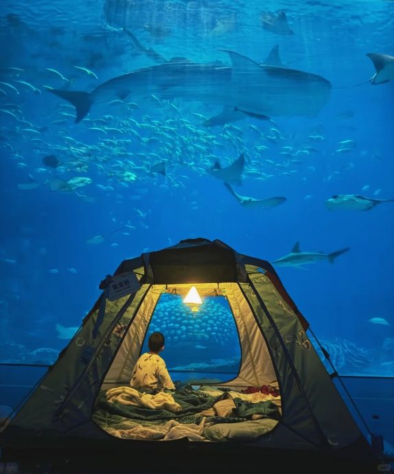 拚图两图)避暑夜宿海洋馆 购1182令吉票“与鱼同眠”