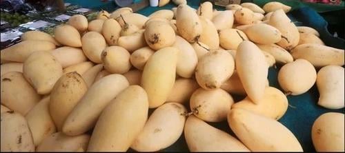 拚图)澳洲研究发现臭氧水可延长芒果保鲜期至两周