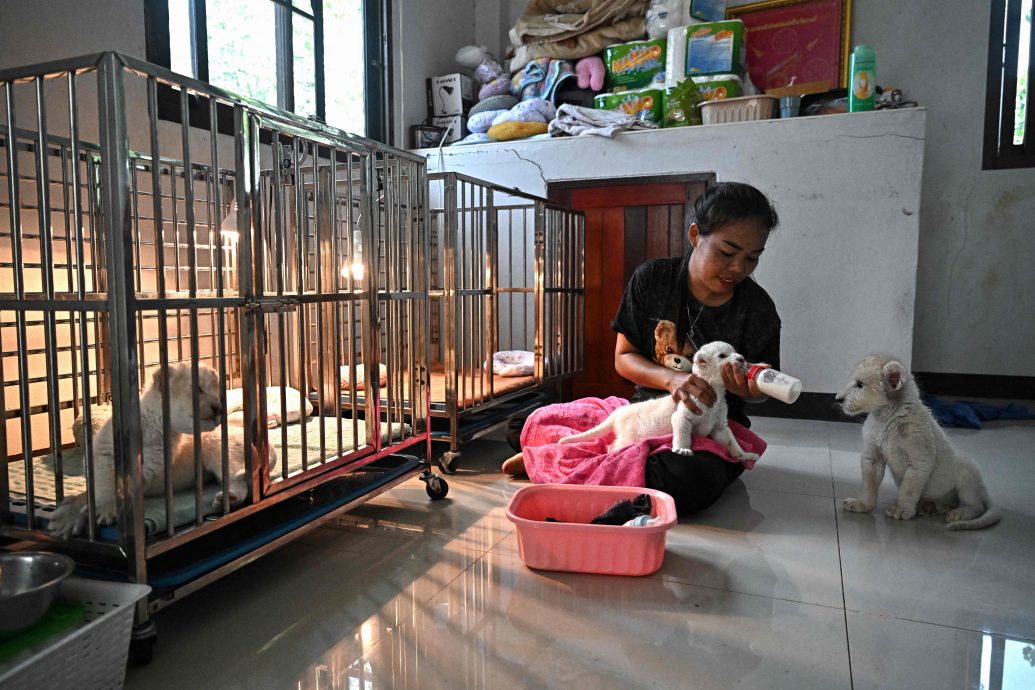 拼盘 “狮在太疯狂”:泰国圈养狮产业引伦理忧患