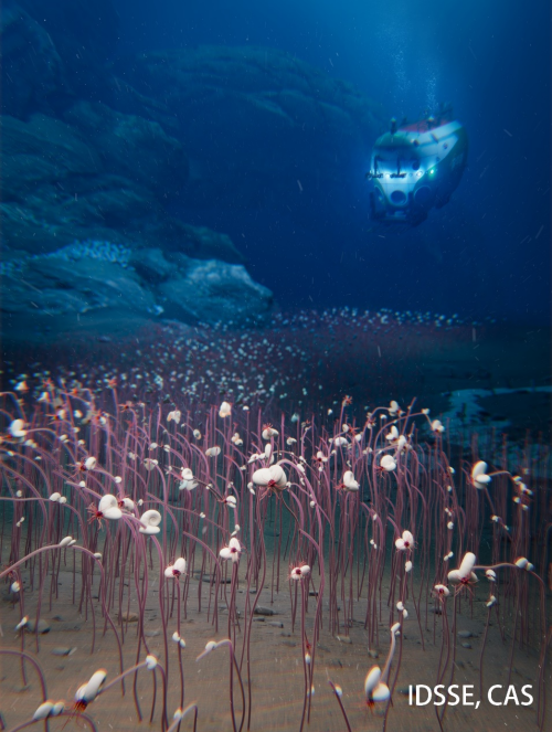  拼盘  中国潜水器太平洋深渊发现“生命绿洲”　