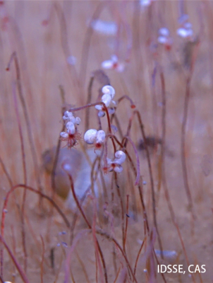  拼盘  中国潜水器太平洋深渊发现“生命绿洲”　
