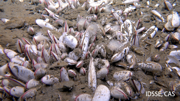  拼盘  中国潜水器太平洋深渊发现“生命绿洲”　